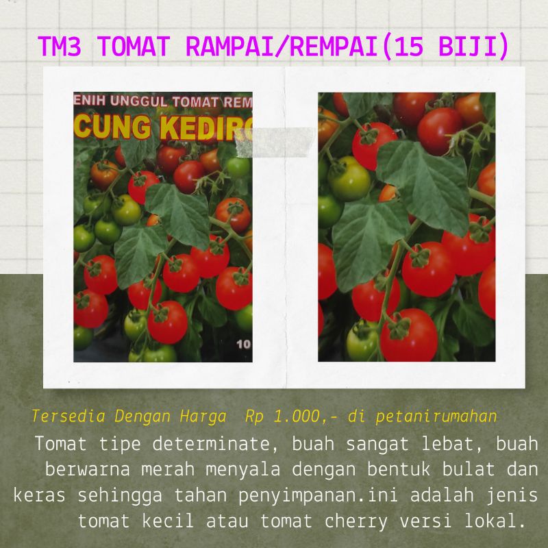 BIJI BENIH BIBIT TOMAT KECIL RAMPAI LAMPUNG MURAH SERIBUAN