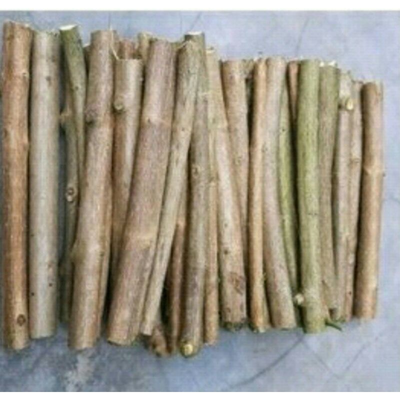 sancang murah / bahan stek sancang / bonsai sancang harga @10batang