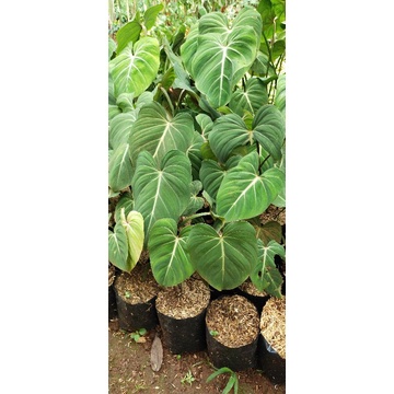 philodendron gloriosum - philo gloriosum - tanaman indoor / outdoor