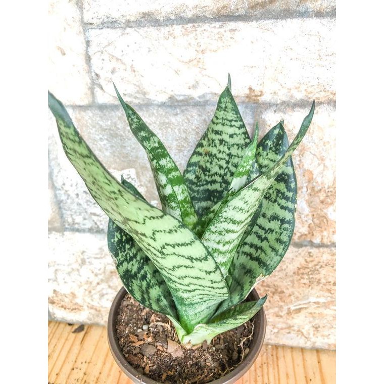 tanaman sansevieria trifasciata silver queen pohon hidup - TitipBibit