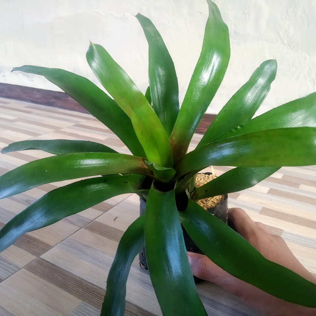 Tanaman Hias Bromelia Hijau - Green Bromelia - Bromelia pohon hidup - TitipBibit