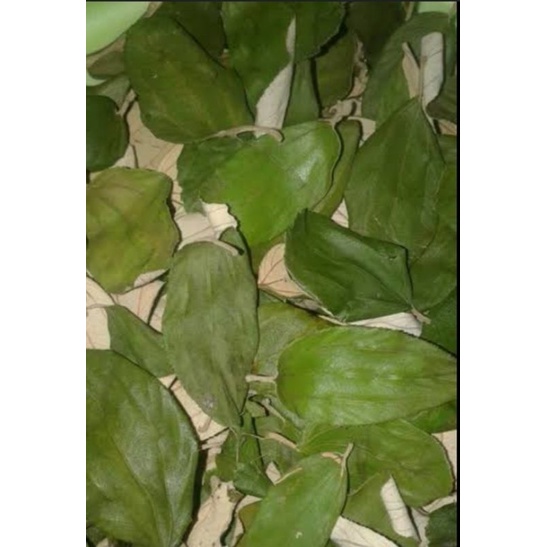 

Daun bidara arab