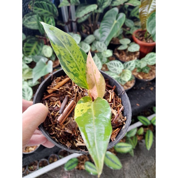 anthurium hookeri variegatta