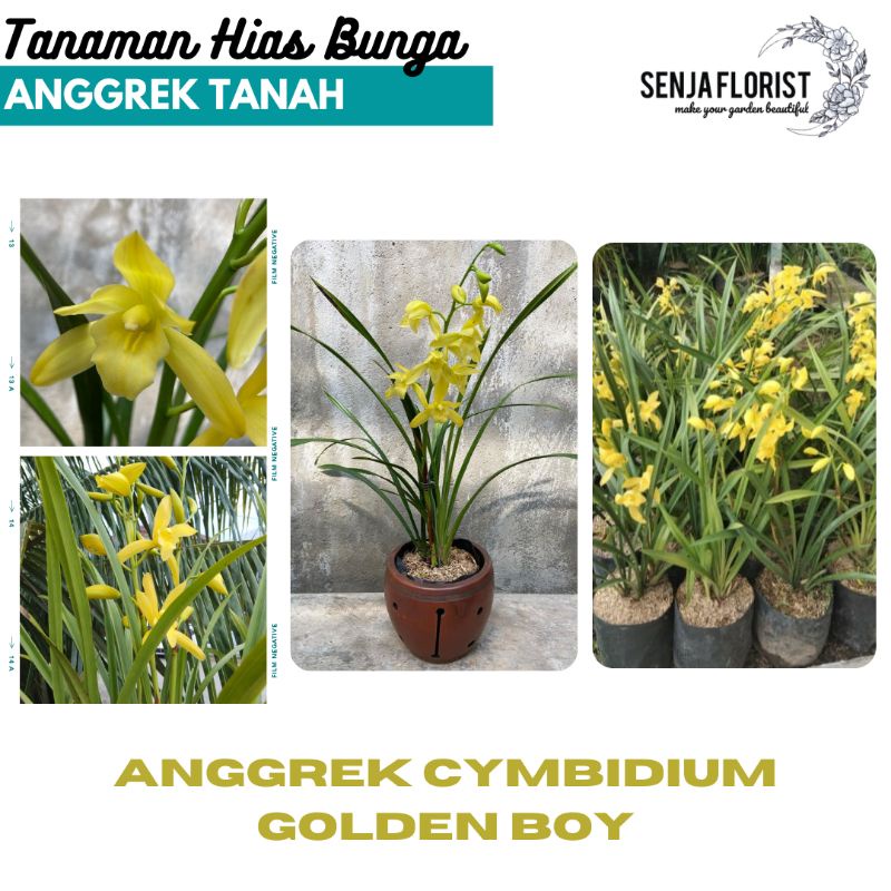 Tanaman Hias Bunga ANGGREK CYMBIDIUM GOLDEN BOY - Kondisi Spike / Berbunga - Anggrek Tanah Kuning