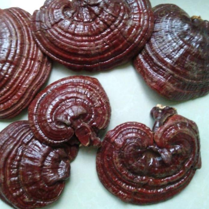 

➻ r lingzhi 200gr - r Ling zhi Asli ❂