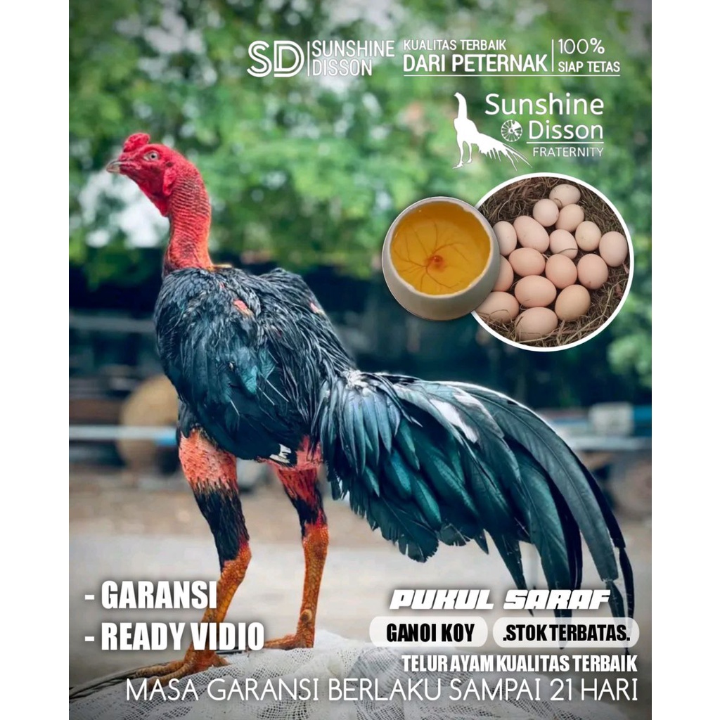 AYAM BANGKOK GANOI ASLI MIX PAKHOY PUKUL SARAF telur tetas