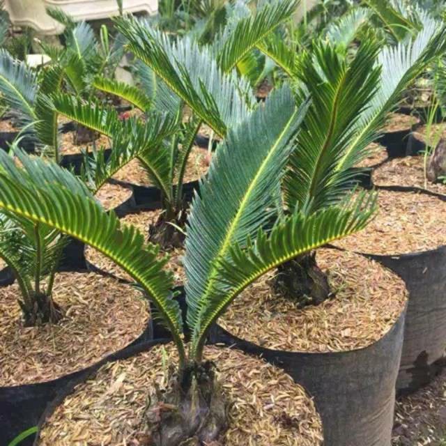 Palem sikas bibit 4-6 DAUN - Tanaman Hias Palem Sikas - Mawar Jambe - palm sikas - palm mawar jambe - tanaman daun Bunga kampung