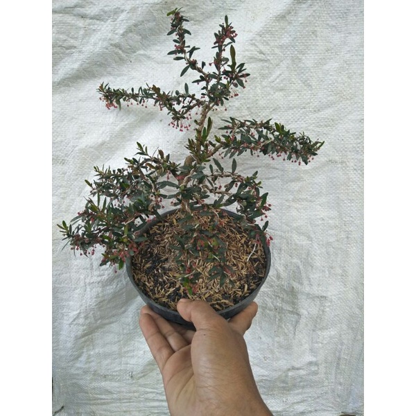 bonsai mini medium cindrawasih rare item - TitipBibit