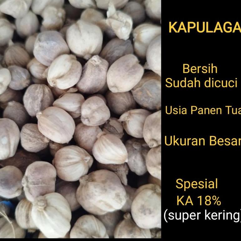 

Z29 Kapulaga kering 100gr kapulogo 100 gram NEW ARRIVAL