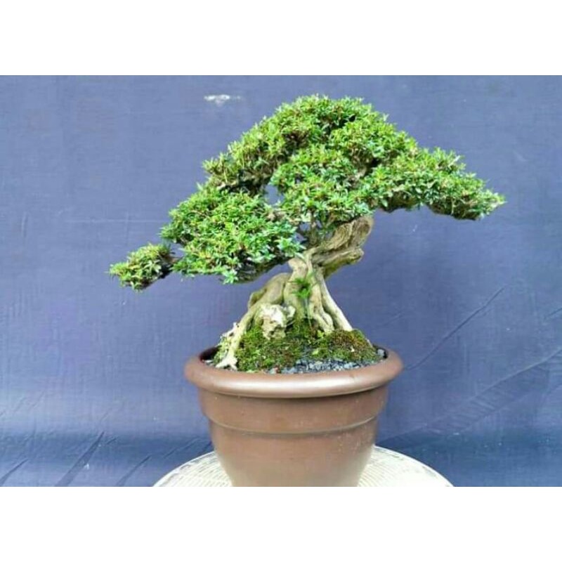 tanaman bonsai mini micro-cindrawasih sudah jadi siap tampil  - TitipBibit