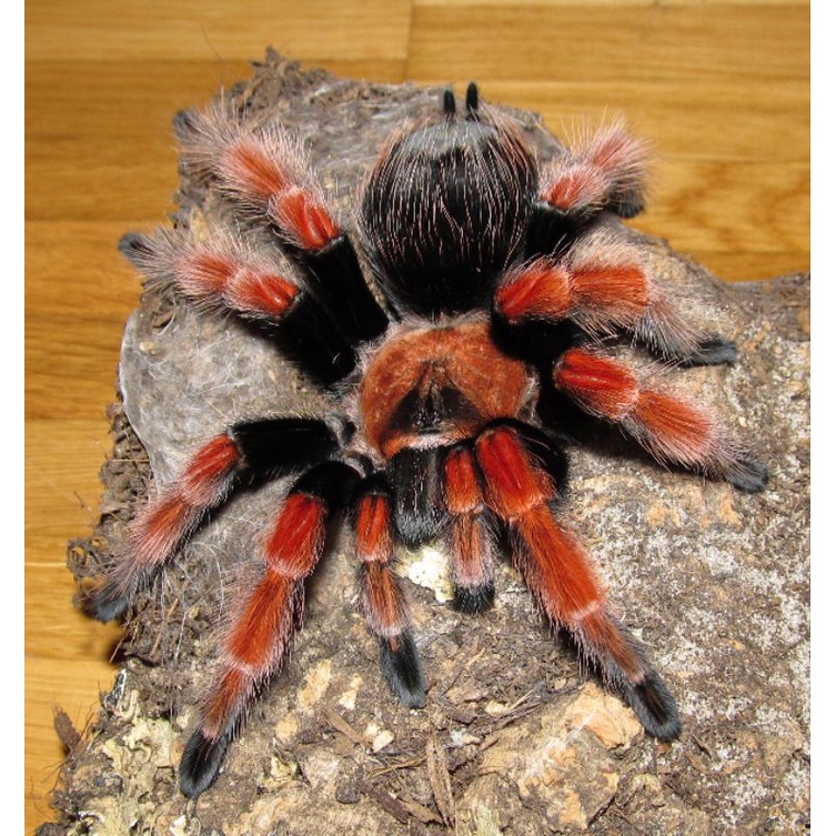 mainan sling tarantula brachypelma boehmei