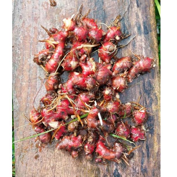 

I27 Jahe merah 1kg + Gratis jahe emprit 500 gram TELAH HADIR レ