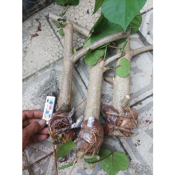 cangkokan waru Thailand potongan bahan bonsai mame bogel ruas lumayan rapat
