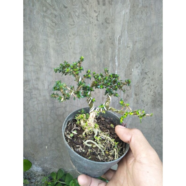 tanaman bonsai mini boxus,micro,mirten bahan unggul &amp; sudah jadi siap display - TitipBibit