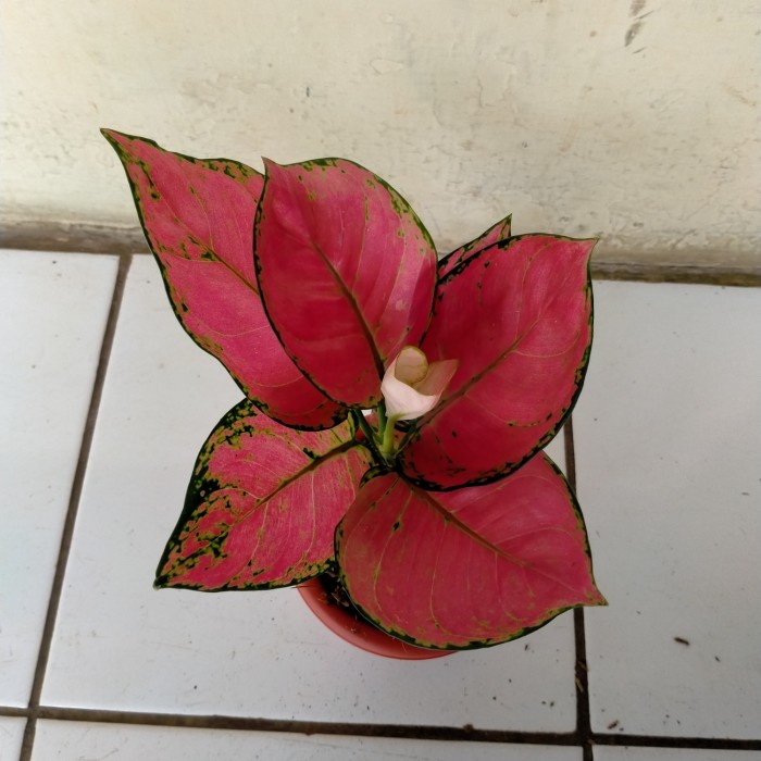 PROMO AGLONEMA RED ANJAMANI - AGLAONEMA RED ANJAMANI - RED ANJAMANI