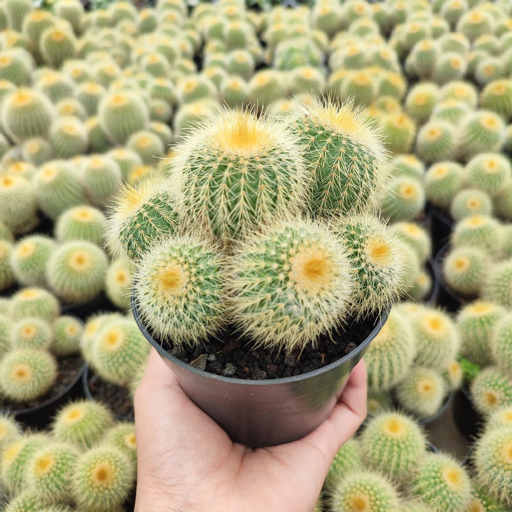 Notocactus Leninghausi Cluster Ownroot | D 10cm | Kaktus