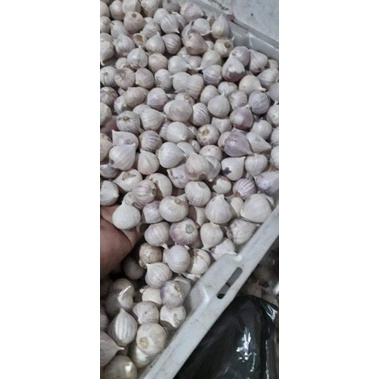 Jual Bawang Putih Tunggal Bawang Lanang Bawang Obat Gr