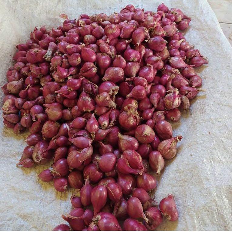 

O93 Bawang Merah Lokal 1kg Besar SERBA MURAH BLT29