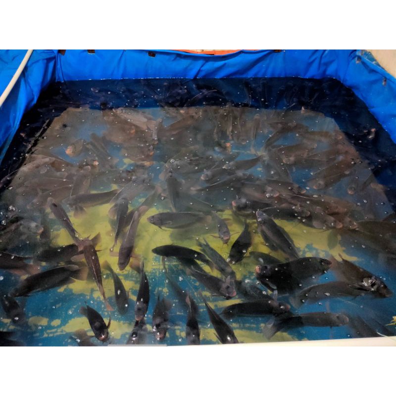 

IKAN GURAME FRESH TERMURAH
