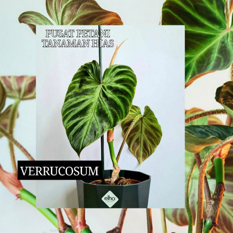 BIBIT Tanaman Hias Philodendron Verrucosum original Bibit Bonggol