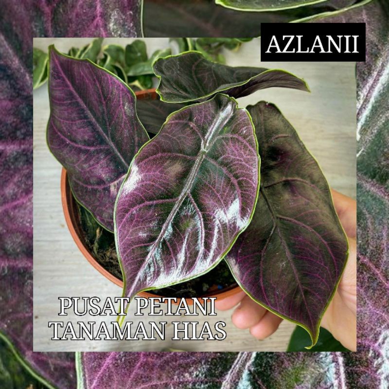 BIBIT Tanaman Hias alocasia azlanii Bibit Bonggol