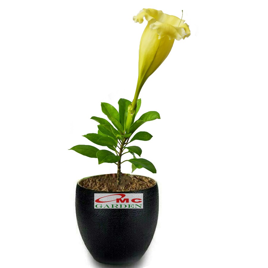 Bunga Cangkir Mas Terompet Solandra Grandiflora Tanaman Hias 3040