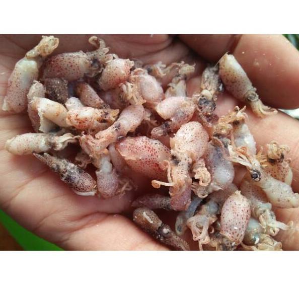 

✾ Bayi bayi cumi 500gr-Baby cumi uk 0,5-5cm ♦