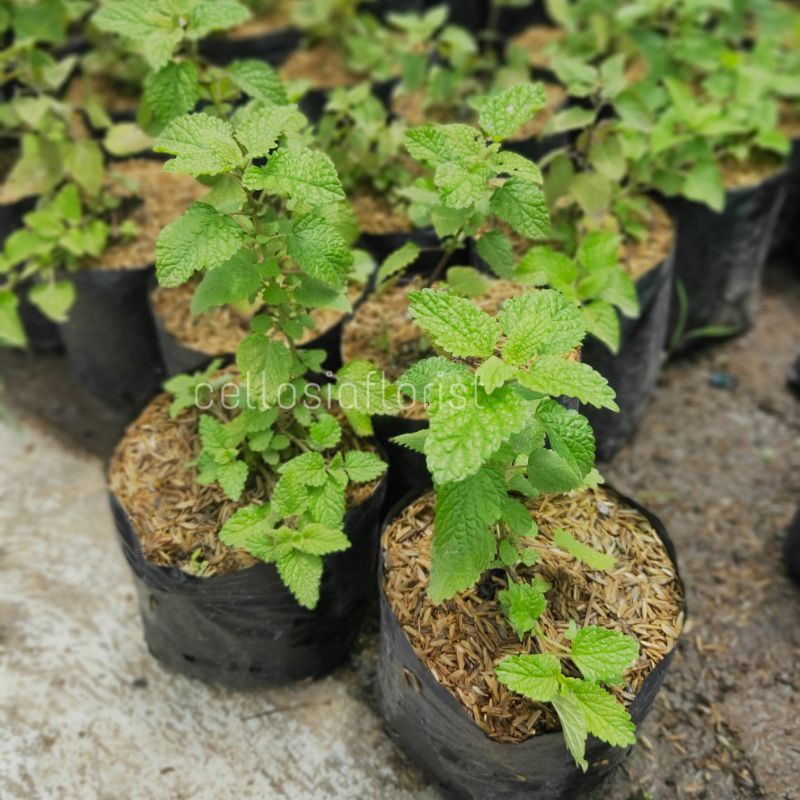 Tanaman Herbal Rempah Daun Lemon Balm / Lemon Mint Pohon Hidup - TitipBibit