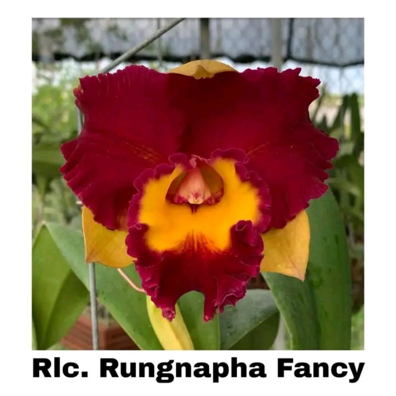 anggrek catleya bunga besar