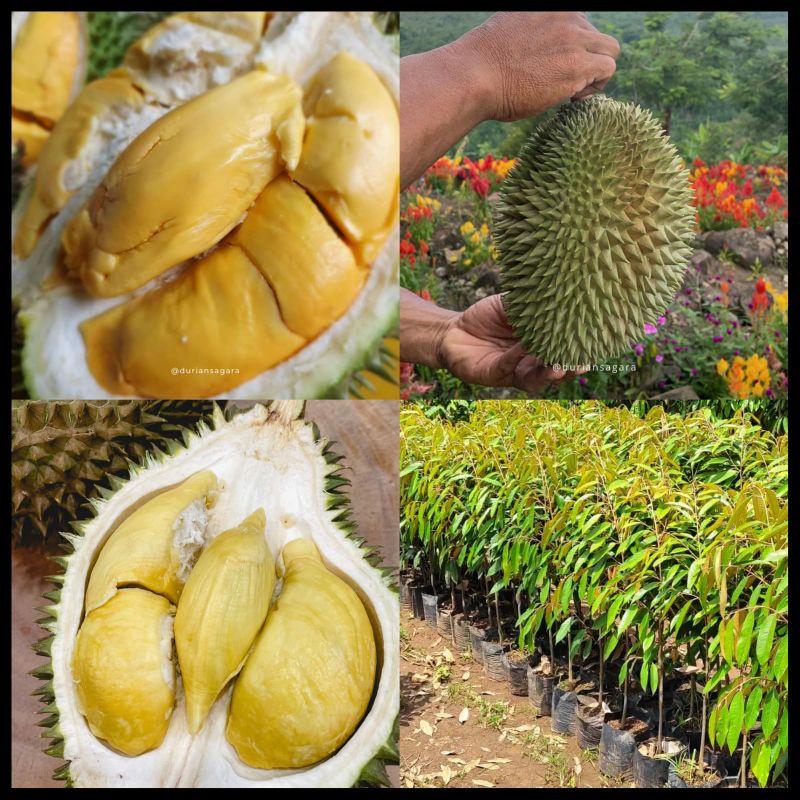 Bibit Durian Petruk Batang Besar Ukuran 1 Meter Siap Berbuah