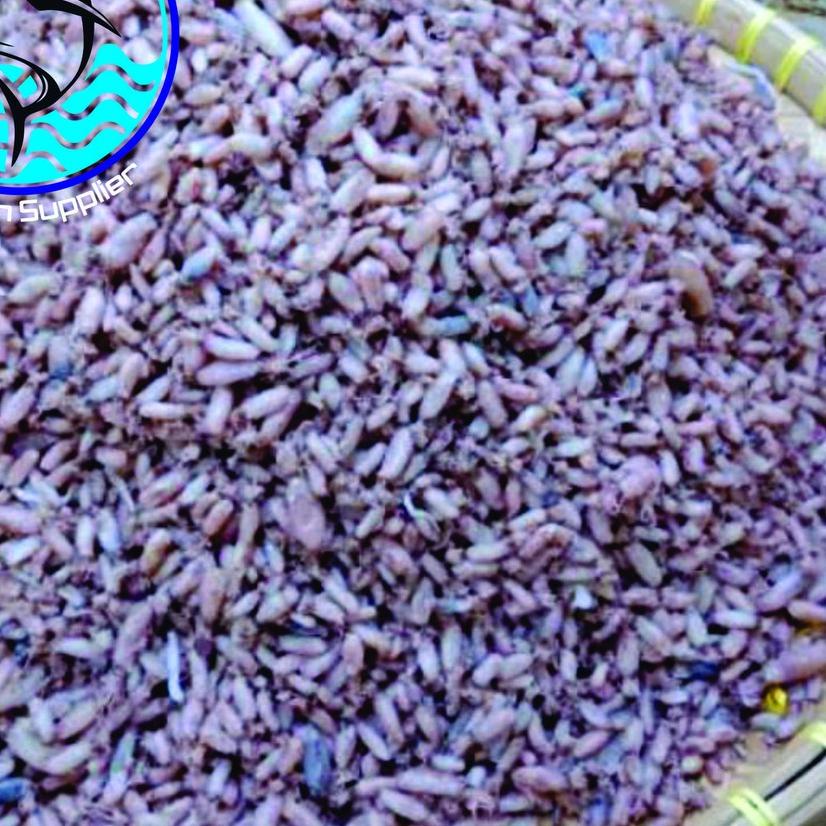 

⅍ Baby Cumi / Cumi Asin Fresh 1kg ☊