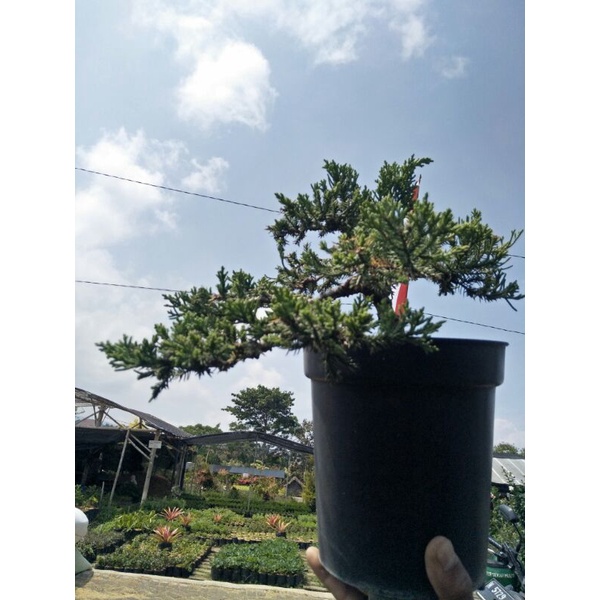 bonsai cemara sinensis sudah jadi tinggal pajang - TitipBibit