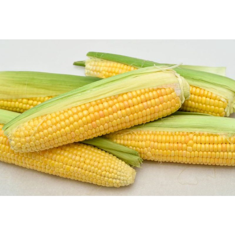 

Jagung Manis/kuning 1bh