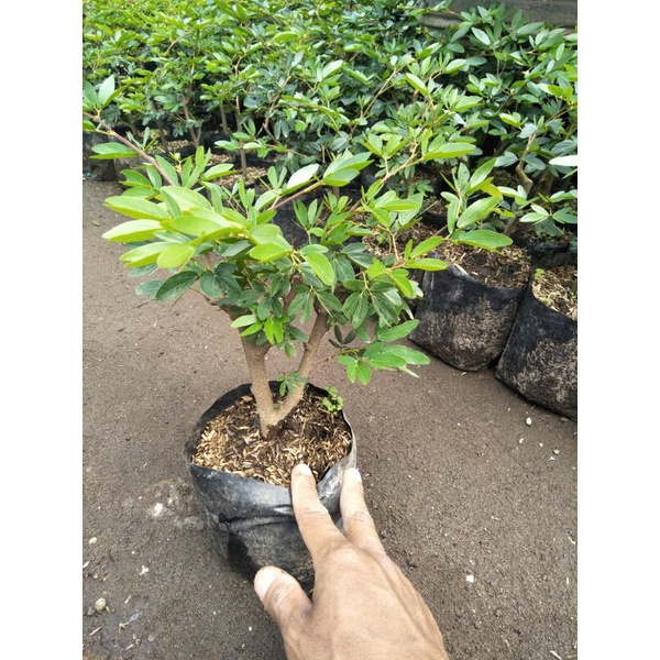 tanaman bahan bonsai kaliandra prospek mudah di bentuk  - TitipBibit