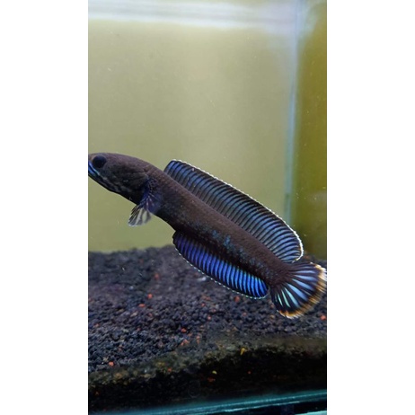 Ikan Channa Andrao 1 pair sepasang 11-13cm