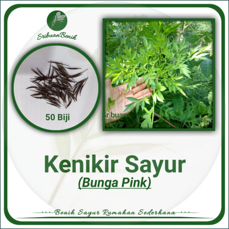 ± 50 Biji Benih Kenikir Sayur Bibit Sayuran Kenikir Sayuran Lalap