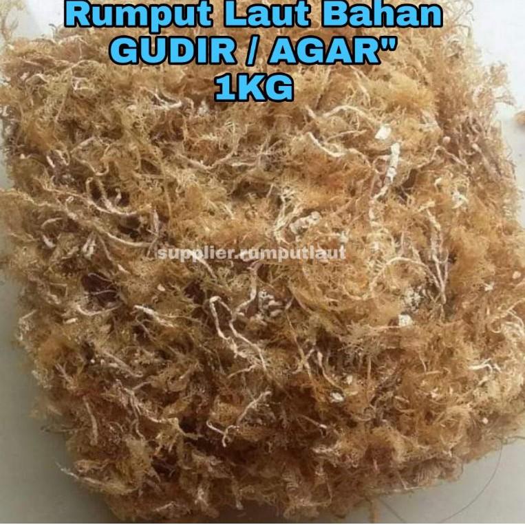 

W98 Rumput Laut Bahan Gudir / Bahan Baku Agar-Agar / Puding / Rumput Laut Geledium / Kades / Paris / JSR TREND KEKINIAN ➱