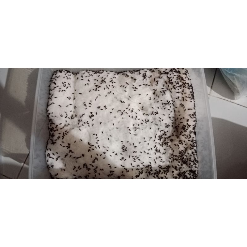 semut jepang selalu ready