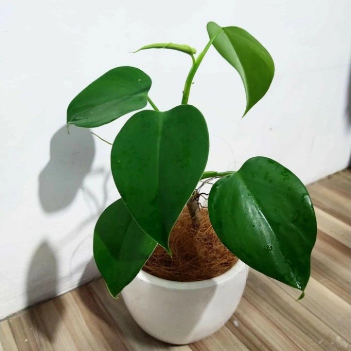 philondendron microstictum