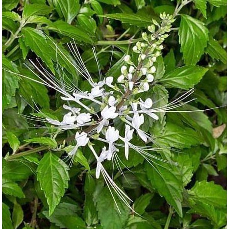 

DAUN KUMIS KUCING SEGAR ORGANIK 500 GRAM