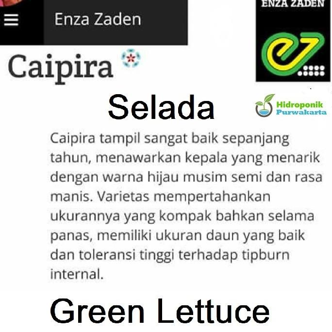 BENIH LETTUCE SELADA CAIPIRA TYPE BATAVIA ISI 5 GRAM - INDOGREEN SEED