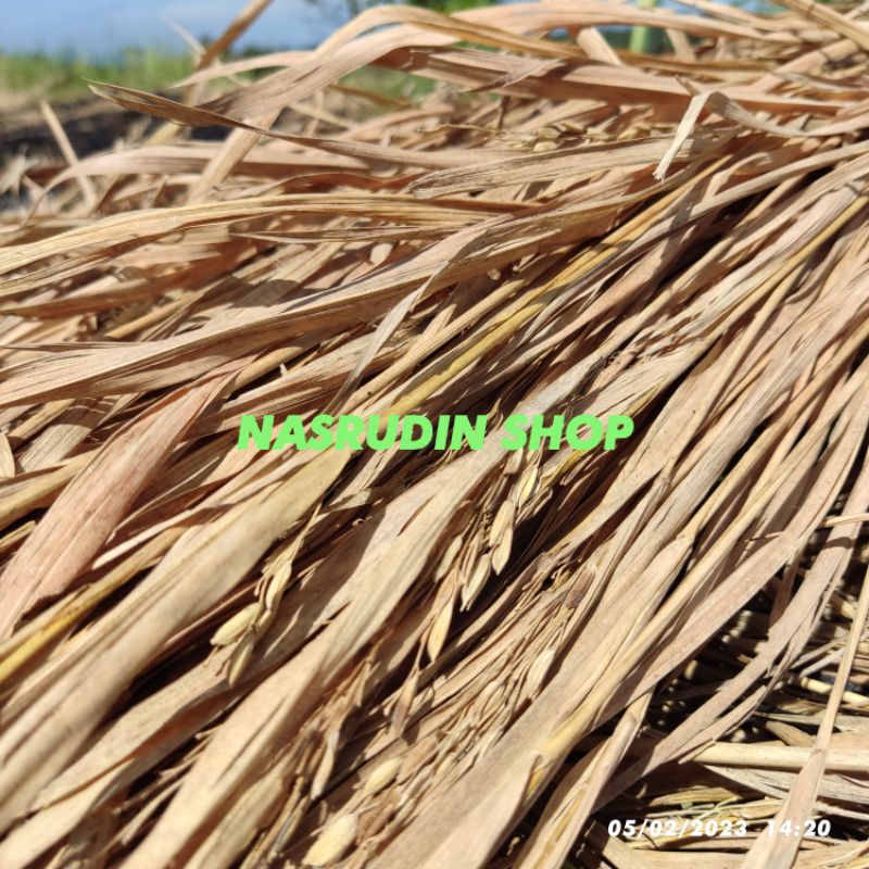 

[Fresh] JERAMI PADI 1KG