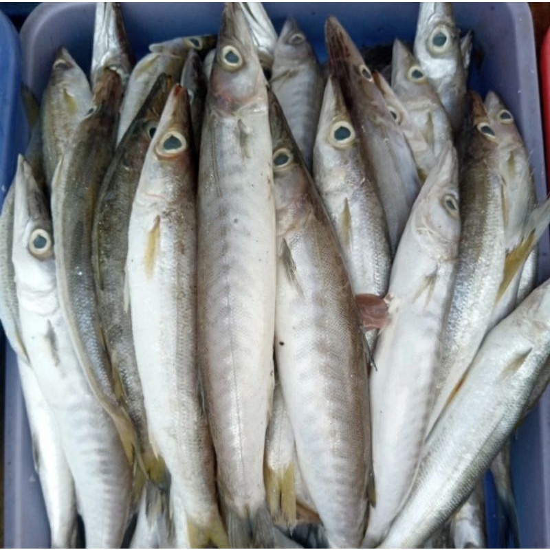 

Ikan Kacang kacang anakan baracuda fresh segar