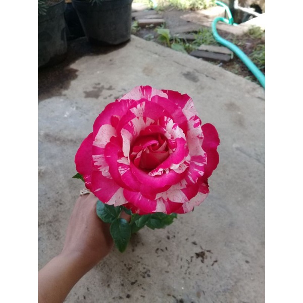 mawar holland batik merah putih