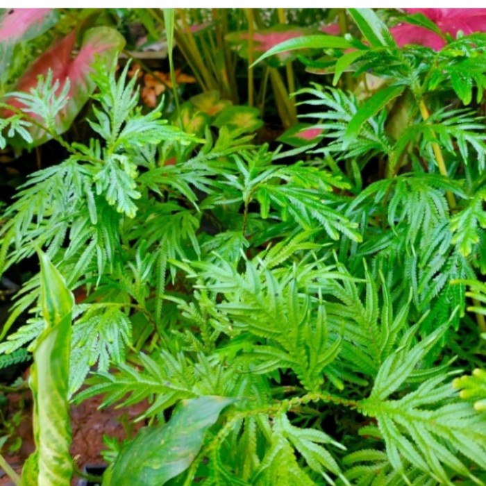 

Daun cakar ayam segar 250gram