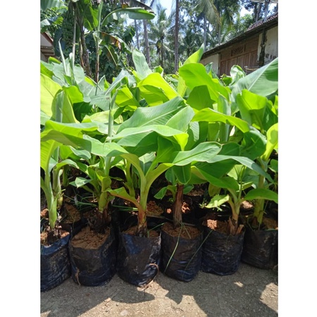 Pisang Raja Bulu. Pisang Raja Blu merupakan salah satu jenis pisang raja yang ukurannya sedang dan g