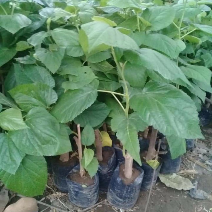 bibit long murbei_tanaman pohon buah murbei panjang sukses