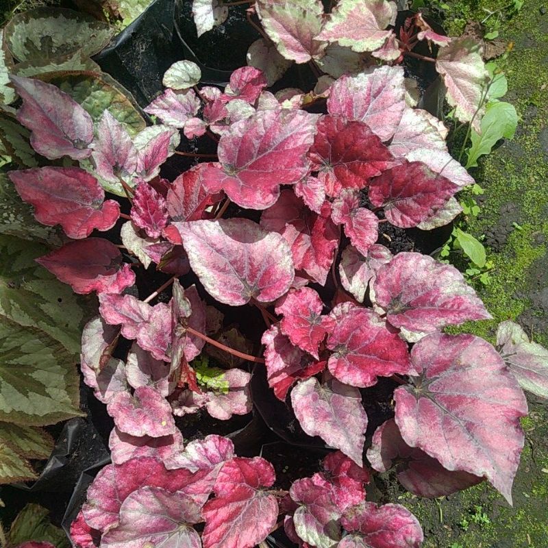 begonia red chili