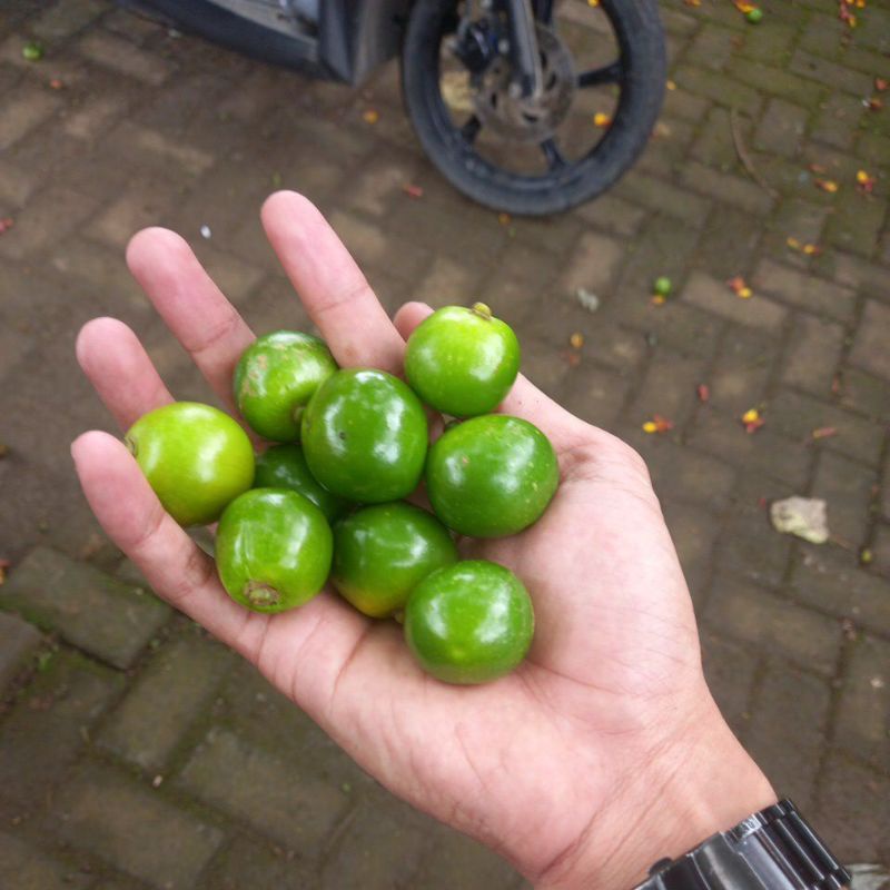 

buah jati