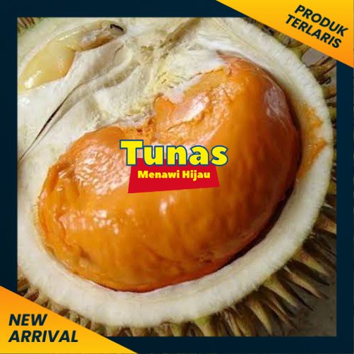 bibit durian tembaga super